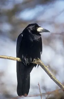 Sinister Prints: Rook Perched on branch