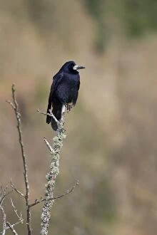 Rook - Perched on lichen covered branch
