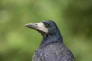 Crow Gallery: Rook - portrait - Germany