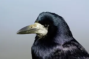 Corvid Collection: Rook - portrait. Northumberland, UK