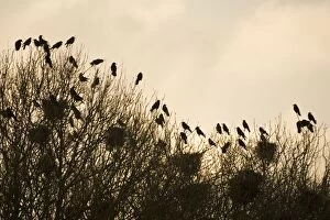 Images Dated 22nd March 2005: Rook Roosting in tops of trees in winter Suffolk UK