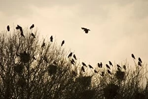 Corvid Collection: Rook - Roosting in tops of trees in winter Suffolk UK