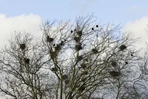 Rooks Prints: Rook - roosting in tree. Alsace - France