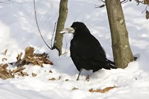 Images Dated 30th January 2005: Rook - in snow