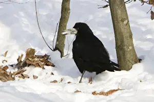 Rooks Prints: Rook - in snow