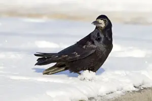 Rooks Prints: Rook - in the snow - UK
