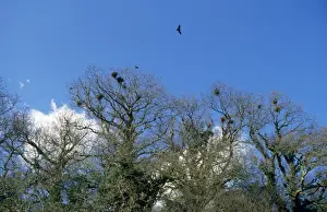 Roost Prints: Rookery - early spring