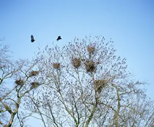 Rooks Prints: Rookery - in spring West Sussex, UK