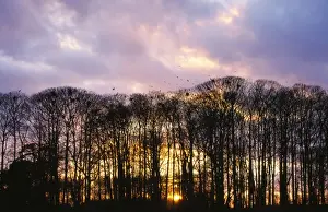 Rooks Prints: Rooks - going to roost