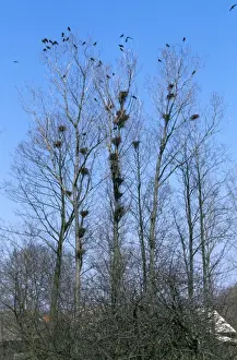 Rooks Prints: Rooks - at roost