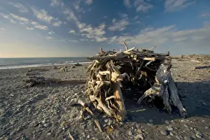 Arty Prints: Room with a view simple shelter built of tree trunks and branches on the beach Gillespies Beach
