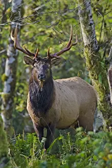 Roosevelt Elk - bull - Autumn - Pacific Northwest - USA _E7B7726