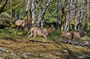 Elks Prints: Roosevelt Elk - bull