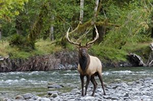 Images Dated 15th September 2011: Roosevelt Elk - bull standing along Pacific Northwest river - Autumn - WA. - USA _E7B6243
