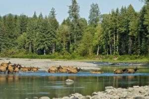 Rain Forests Collection: Roosevelt Elk / Olympic Elk - crossing the Queets River - Olympic National Park - Washington