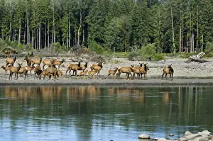 Ungulates Prints: Roosevelt Elk / Olympic Elk - along the Queets River - Olympic National Park - Washington - Pacific Northwest - USA