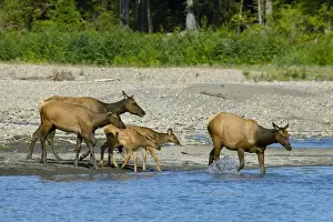Roosevelt Elk / Olympic Elk - along the Queets River - Olympic National Park - Washington - Pacific Northwest - USA - summer _D3A6711