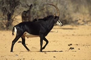 Images Dated 2nd July 2007: Roosevelt's Sable Antelope - Male Waterberg National Park, Namibia, Africa