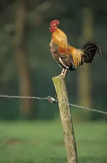 Post Prints: Rooster crowing on fence