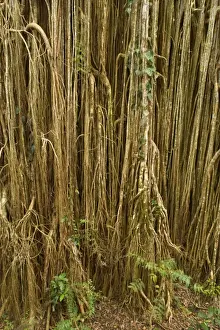 Root curtain - after the host tree fell over, a dense curtain of air roots formed at this famous Strangler Fig on the Atherton Tablelands. The roots are now anchored in the earth and work as buttresses - Curtain Fig Tree, Atherton Tablelands