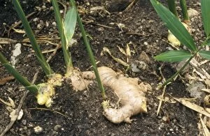 Images Dated 22nd January 2008: Root Ginger
