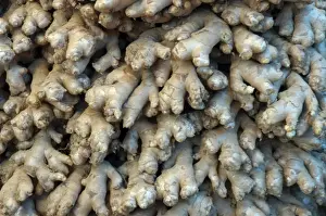 Root Ginger: aromatic roots from cultivated plants. India