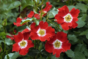 Images Dated 5th July 2004: Rosa Eyepaint