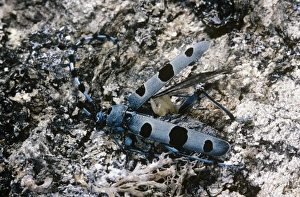 Images Dated 28th June 2007: Rosalia Longicorn - with parasite eggs attached