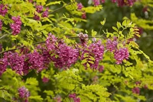 Rose Acacia or Bristly locust - in flower