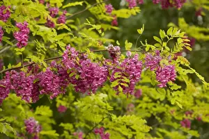 Naturalised Prints: Rose Acacia or Bristly locust (Robinia hispida) in flower. From south-east USA