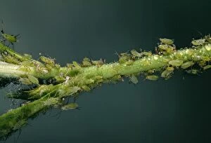 Rose Aphid - Producing honeydew