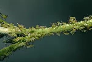 Aphid Prints: Rose Aphid Producing honeydew