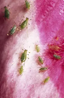 Rose Aphid UK