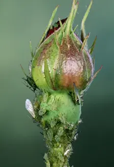 Aphid Prints: Rose Aphids On rose bud