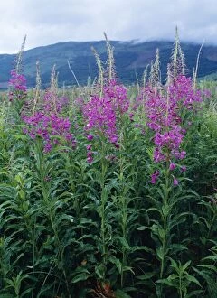 Images Dated 12th July 2005: Rose Bay Willow-herb Glencoe, Scotland