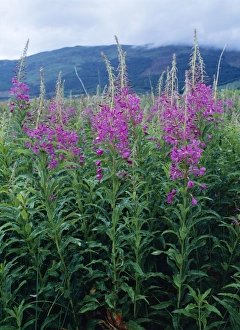 Images Dated 12th July 2005: Rose Bay Willow-herb Glencoe, Scotland