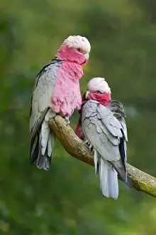 Rose-breasted Cockatoo / Galah - pair on branch. Dortmund, Germany