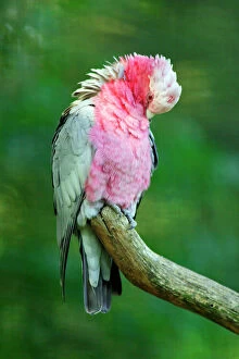 Feather Collection: Rose-breasted Cockatoo / Galah - preening itself. Dortmund, Germany