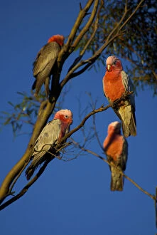 Four Rose Breasted Cockatoos sit in a tree