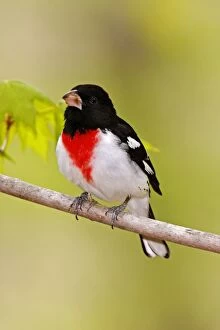 Images Dated 9th May 2006: Rose-breasted Grosbeak