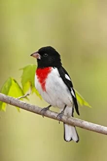Images Dated 9th May 2006: Rose-breasted Grosbeak