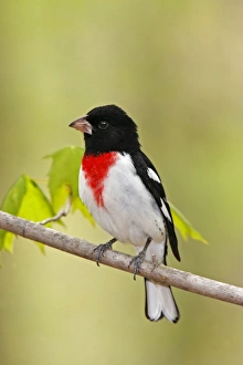 Images Dated 9th May 2006: Rose-breasted Grosbeak