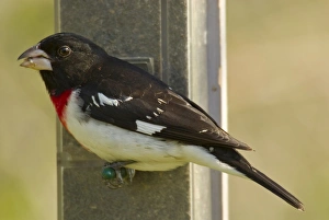 Images Dated 14th August 2006: Rose-breasted Grosbeak - Male feeding on sunflower seeds at feeder