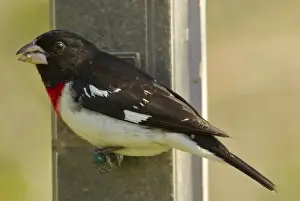 Michigan Prints: Rose-breasted Grosbeak - Male feeding on sunflower seeds at feeder