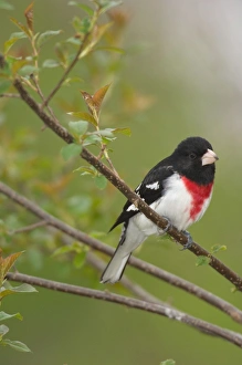 Images Dated 2nd June 2005: Rose-breasted Grosbeak - Male perched on branch, Spring. Ontario, Canada _TPL7118