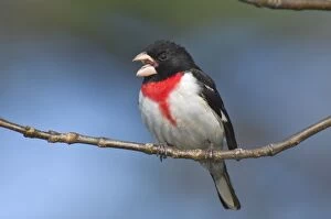 Images Dated 2nd June 2005: Rose-breasted Grosbeak - Male perched on branch, Spring. Ontario, Canada _TPL7511