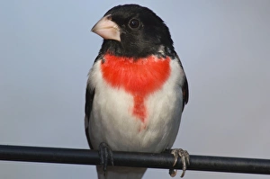 Images Dated 2nd June 2005: Rose-breasted Grosbeak - Male perched on branch, Spring. Ontario, Canada _TPL7520