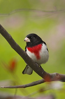 Images Dated 2nd June 2005: Rose-breasted Grosbeak - Male perched on brnach, Spring. Ontario, Canada _TPL6674