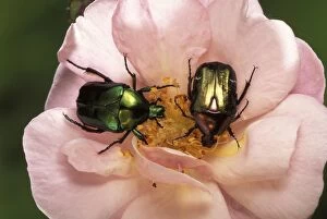 Images Dated 13th June 2007: Rose Chafer - on flower