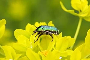 Images Dated 16th May 2006: Rose Chafer on a Marsh spurge (Euphorbia palustris). Alsace - France